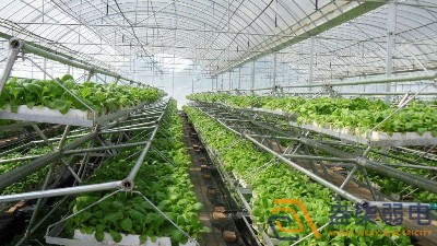 智能化管理提升大棚種植效率